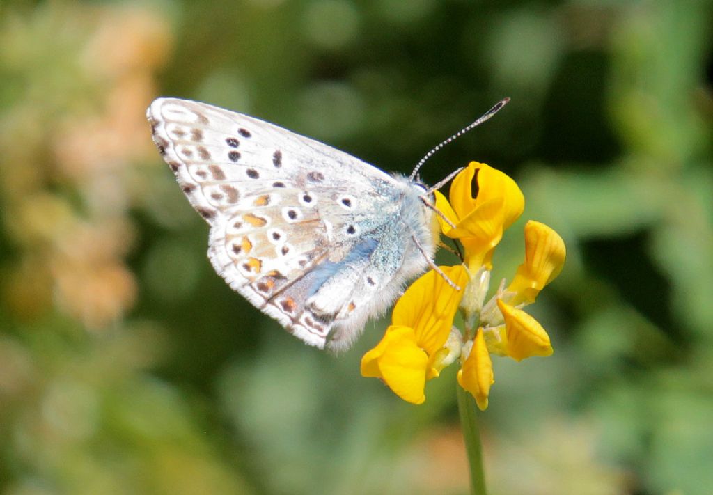 Polyommatus coridon?